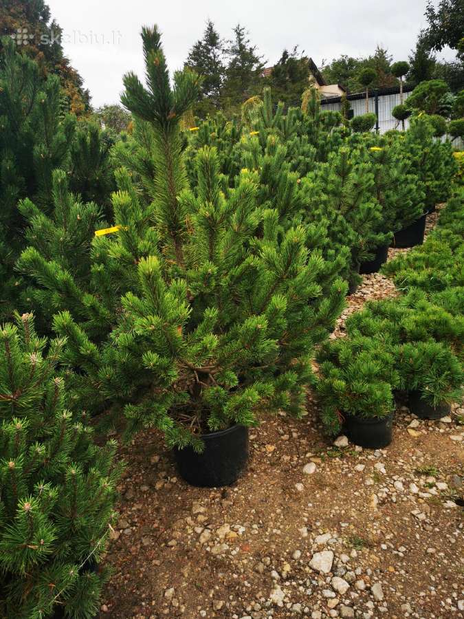Kalninės pušis kalnapušes pušies bonsai Vilniuje - nuotraukos Nr. 13