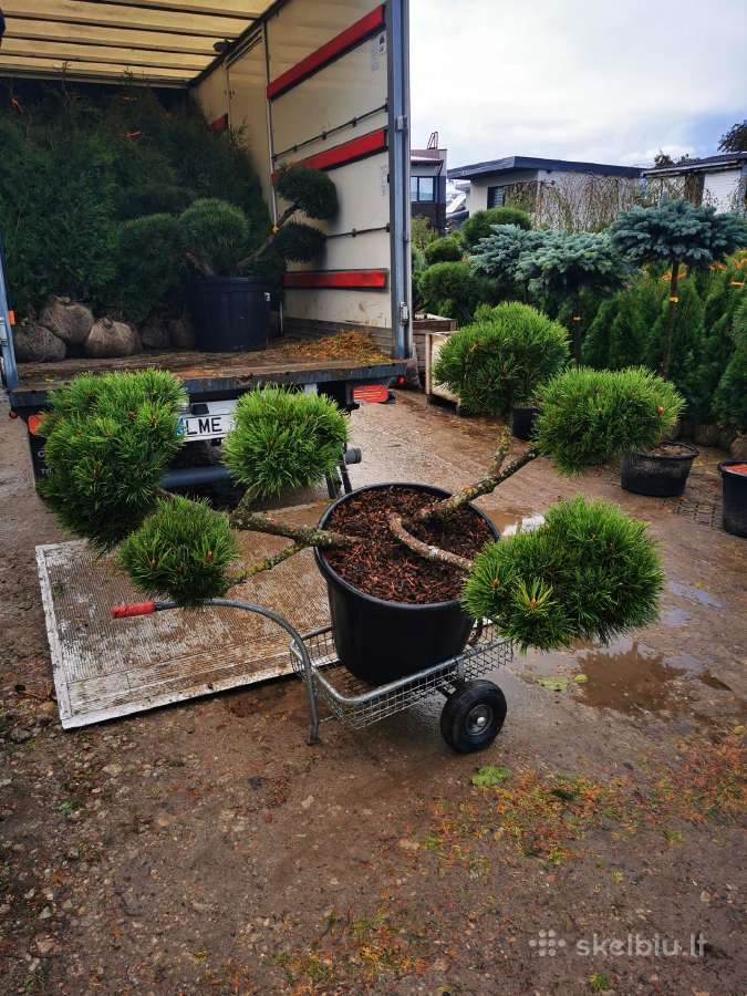 Kalninės pušis kalnapušes pušies bonsai Vilniuje - nuotraukos Nr. 14