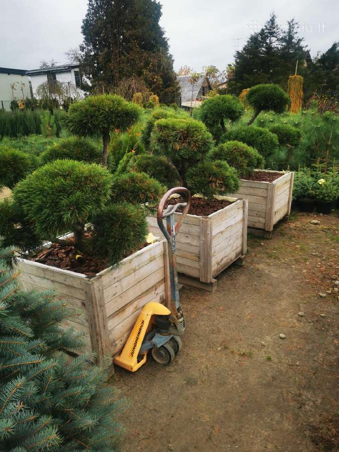 Kalninės pušis kalnapušes pušies bonsai Vilniuje - nuotraukos Nr. 15