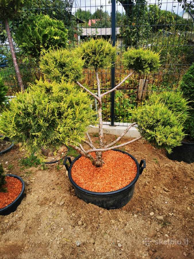 Kalninės pušis kalnapušes pušies bonsai Vilniuje - nuotraukos Nr. 16
