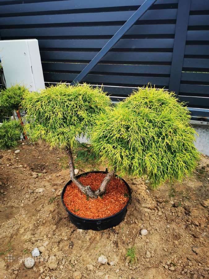 Kalninės pušis kalnapušes pušies bonsai Vilniuje - nuotraukos Nr. 17