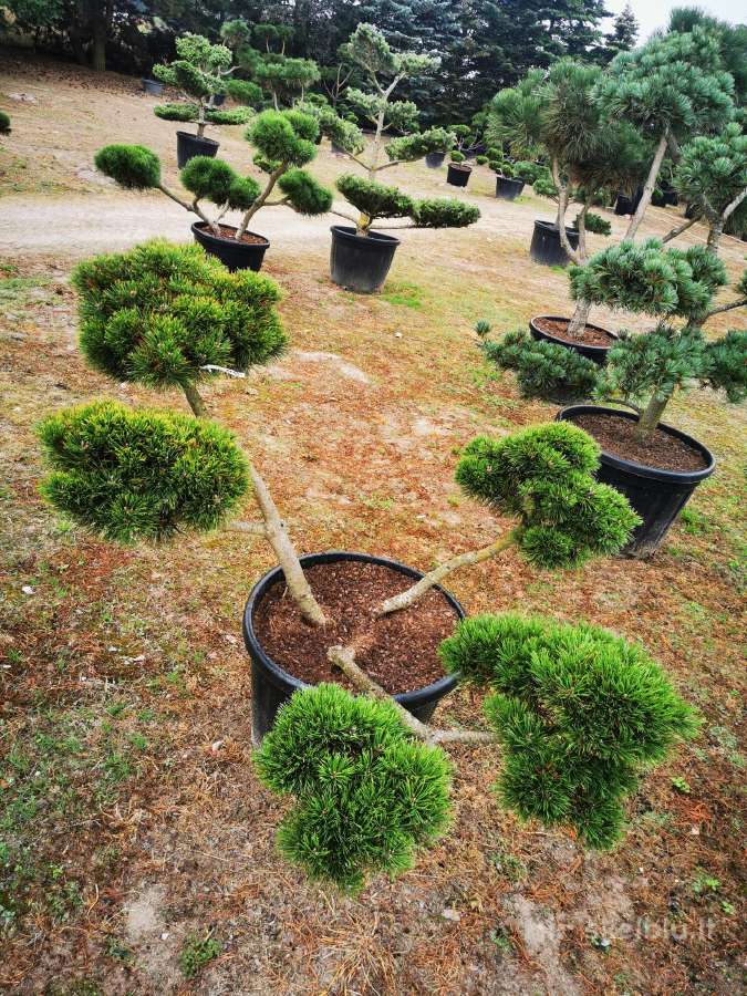 Kalninės pušis kalnapušes pušies bonsai Vilniuje - nuotraukos Nr. 18