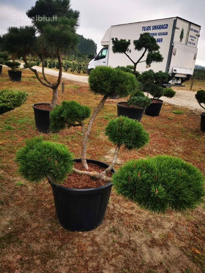 Kalninės pušis kalnapušes pušies bonsai Vilniuje - nuotraukos Nr. 19