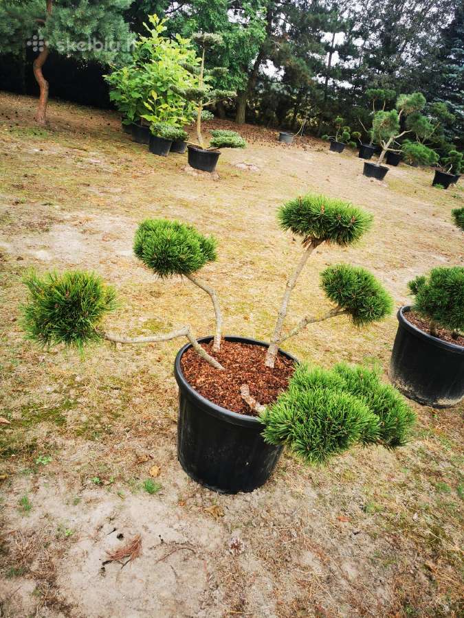 Kalninės pušis kalnapušes pušies bonsai Vilniuje - nuotraukos Nr. 20