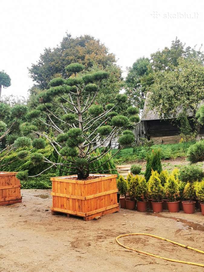Kalninės pušis kalnapušes pušies bonsai Vilniuje - nuotraukos Nr. 21