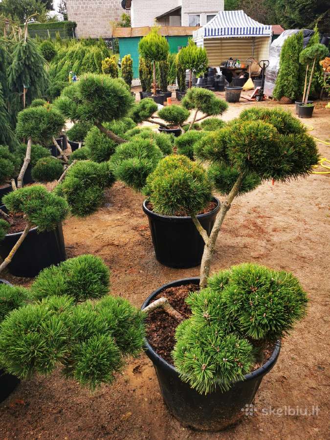 Kalninės pušis kalnapušes pušies bonsai Vilniuje - nuotraukos Nr. 22