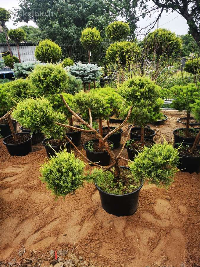 Kalninės pušis kalnapušes pušies bonsai Vilniuje - nuotraukos Nr. 23