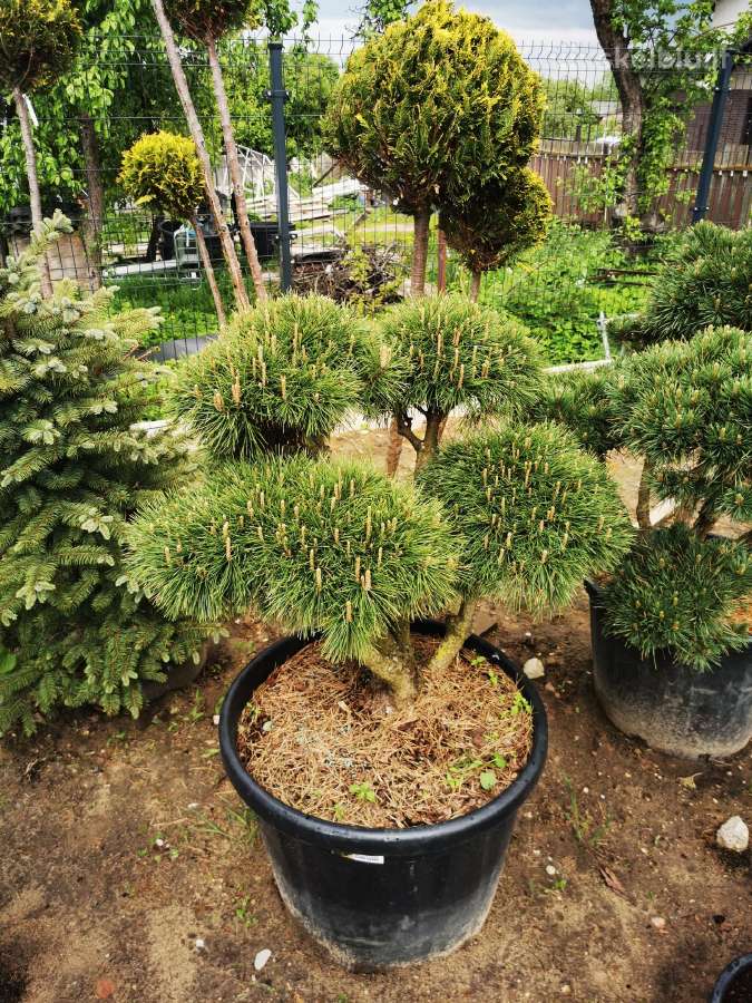 Kalninės pušis kalnapušes pušies bonsai Vilniuje - nuotraukos Nr. 24