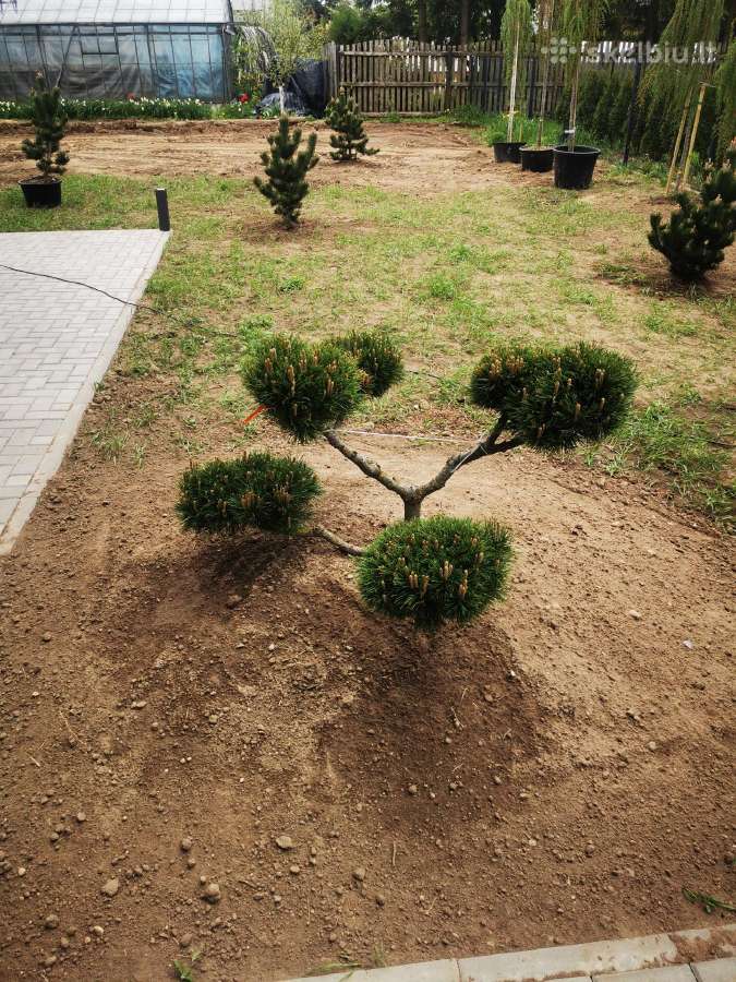 Kalninės pušis kalnapušes pušies bonsai Vilniuje - nuotraukos Nr. 25