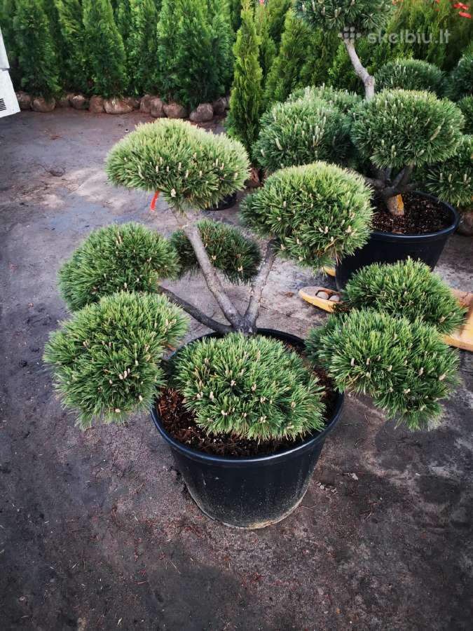Kalninės pušis kalnapušes pušies bonsai Vilniuje - nuotraukos Nr. 26