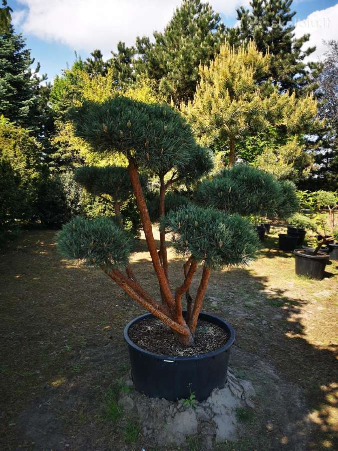 Kalninės pušis kalnapušes pušies bonsai Vilniuje - nuotraukos Nr. 27