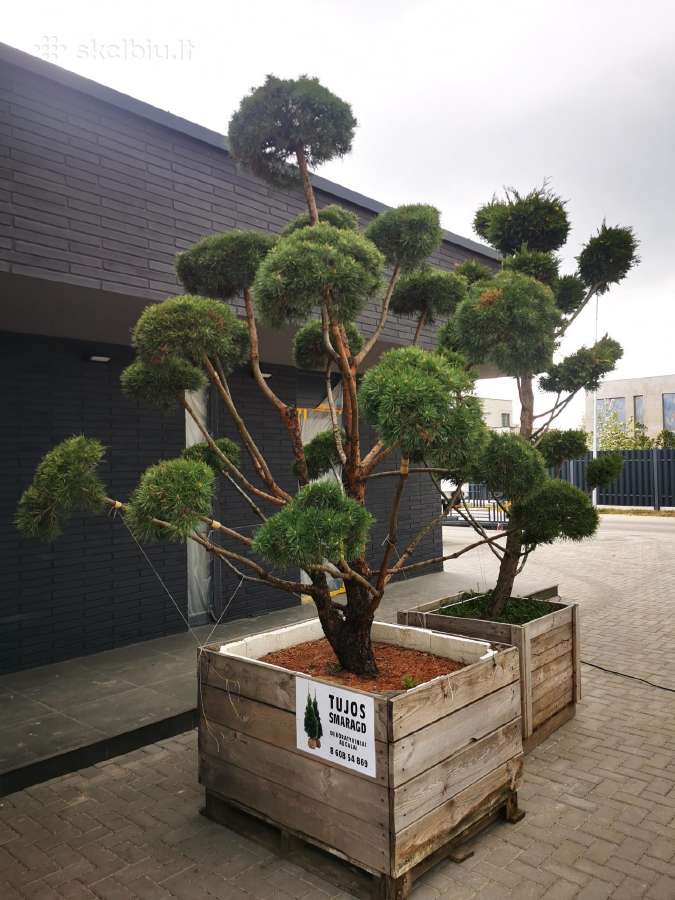 Kalninės pušis kalnapušes pušies bonsai Vilniuje - nuotraukos Nr. 28
