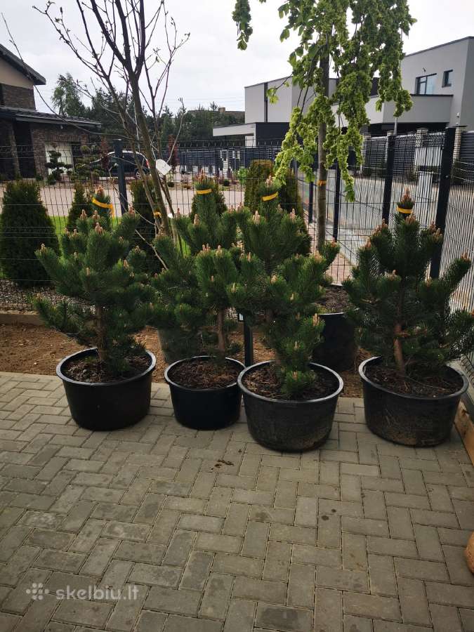 Kalninės pušis kalnapušes pušies bonsai Vilniuje - nuotraukos Nr. 29