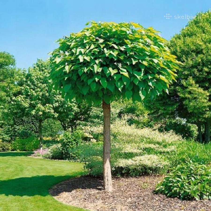 Katalpa paprastoji Catalpa bignonioides Nana - nuotraukos Nr. 3
