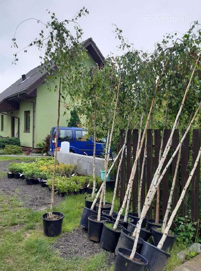 Katalpa paprastoji Catalpa bignonioides Nana - nuotraukos Nr. 8