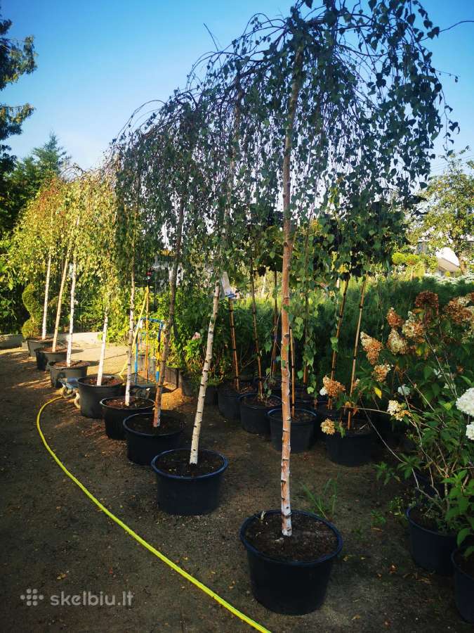 Katalpa paprastoji Catalpa bignonioides Nana - nuotraukos Nr. 10