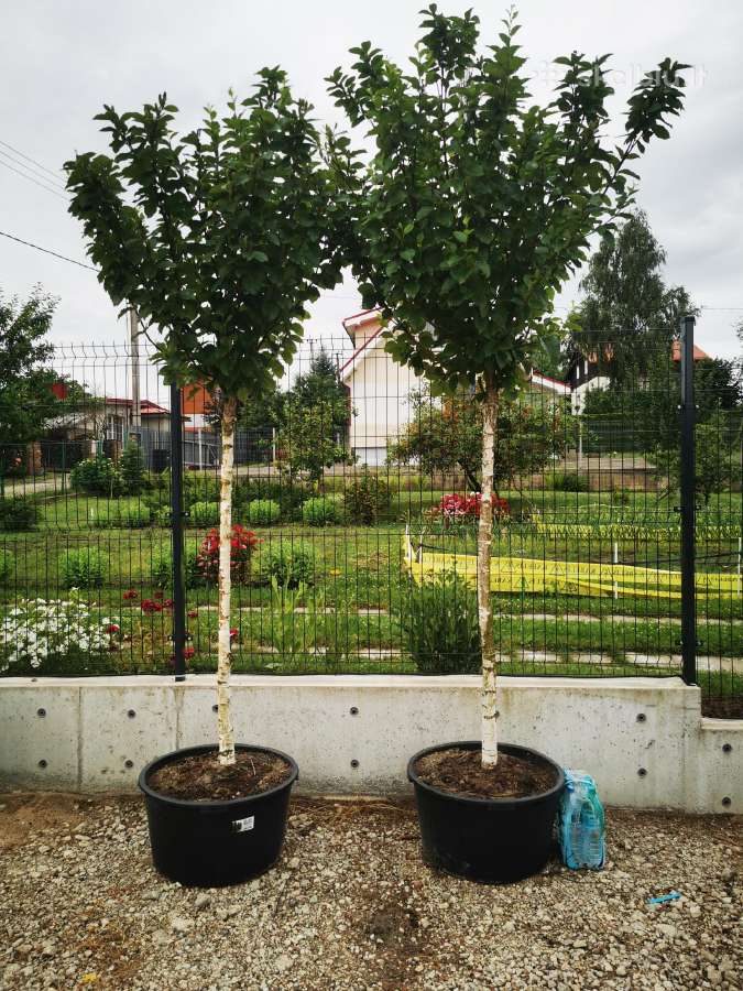 Katalpa paprastoji Catalpa bignonioides Nana - nuotraukos Nr. 11