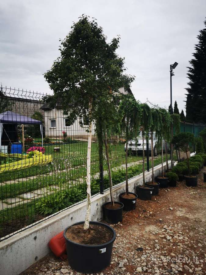 Katalpa paprastoji Catalpa bignonioides Nana - nuotraukos Nr. 13