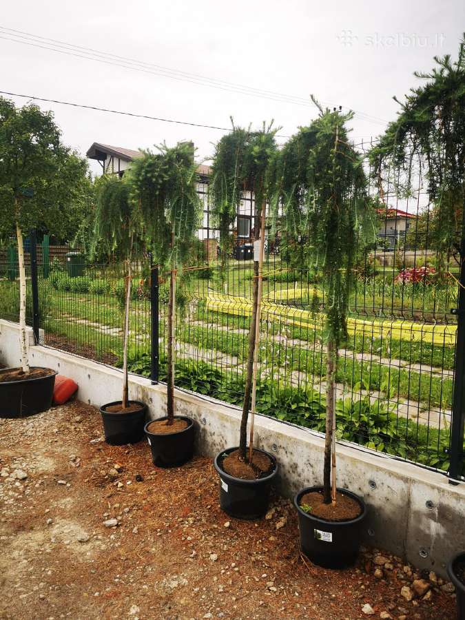 Katalpa paprastoji Catalpa bignonioides Nana - nuotraukos Nr. 14