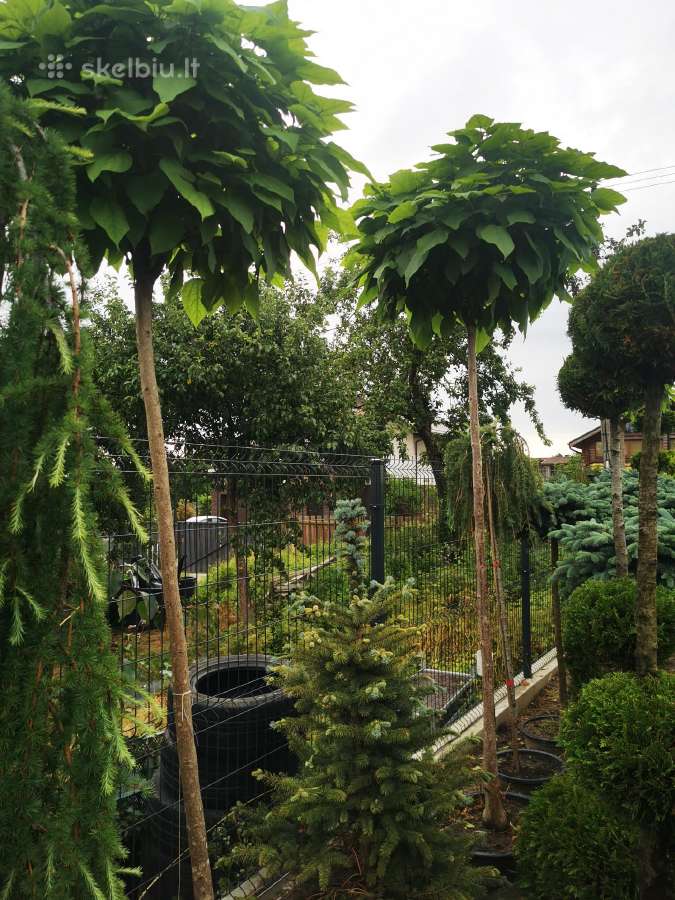Katalpa paprastoji Catalpa bignonioides Nana - nuotraukos Nr. 6