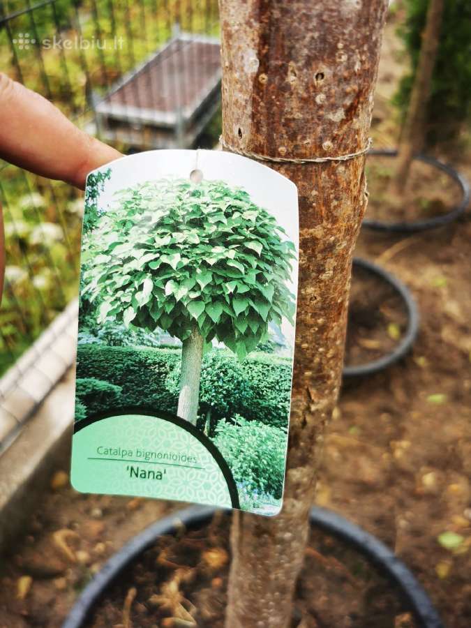 Katalpa paprastoji Catalpa bignonioides Nana - nuotraukos Nr. 16