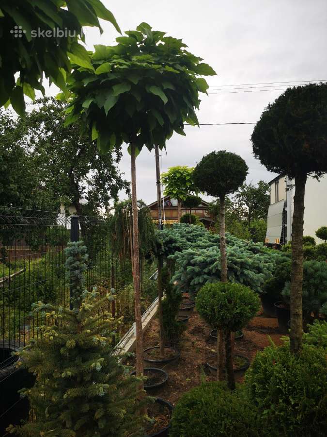 Katalpa paprastoji Catalpa bignonioides Nana - nuotraukos Nr. 17