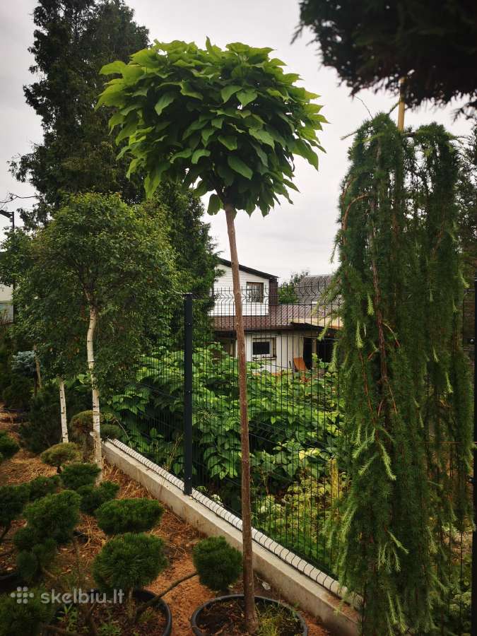 Katalpa paprastoji Catalpa bignonioides Nana - nuotraukos Nr. 18
