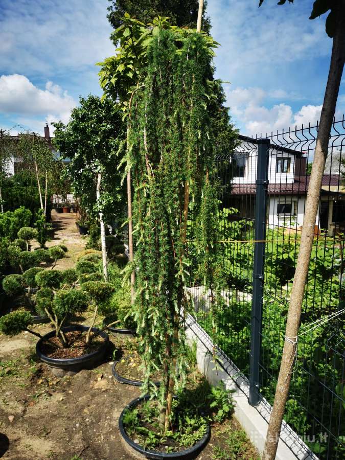 Katalpa paprastoji Catalpa bignonioides Nana - nuotraukos Nr. 19
