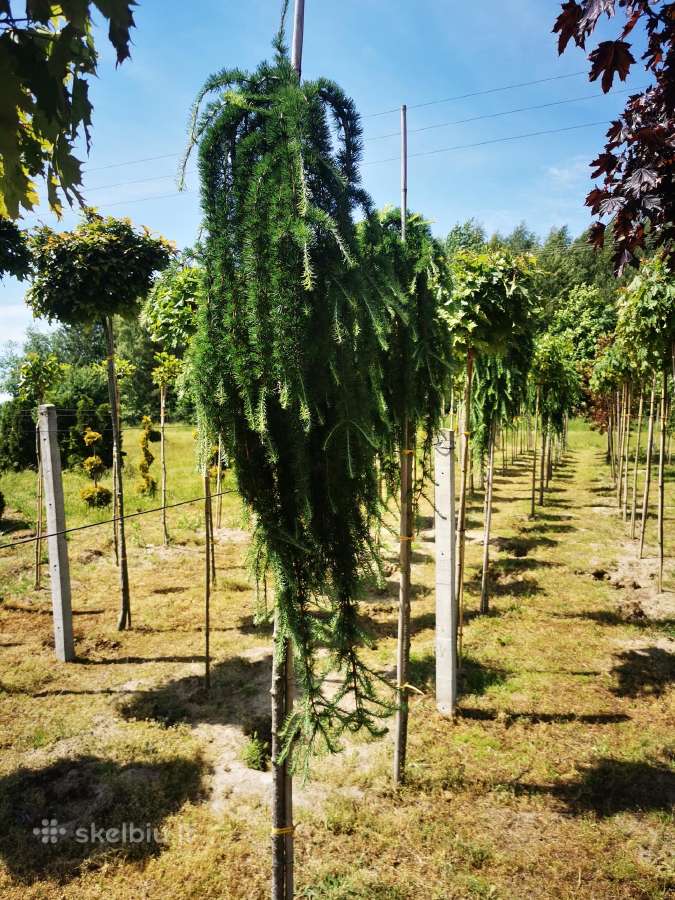 Katalpa paprastoji Catalpa bignonioides Nana - nuotraukos Nr. 2