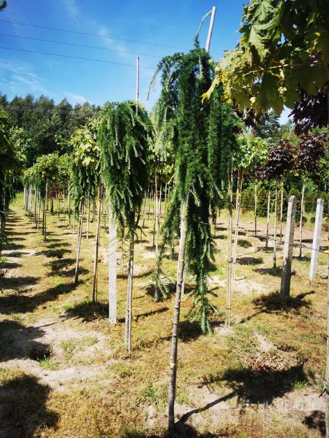Katalpa paprastoji Catalpa bignonioides Nana - nuotraukos Nr. 21