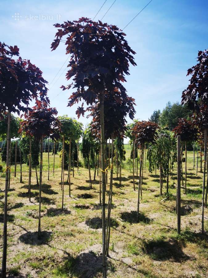 Katalpa paprastoji Catalpa bignonioides Nana - nuotraukos Nr. 22