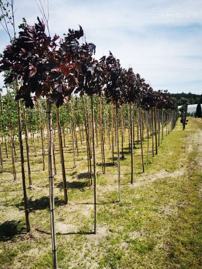 Katalpa paprastoji Catalpa bignonioides Nana - nuotraukos Nr. 24