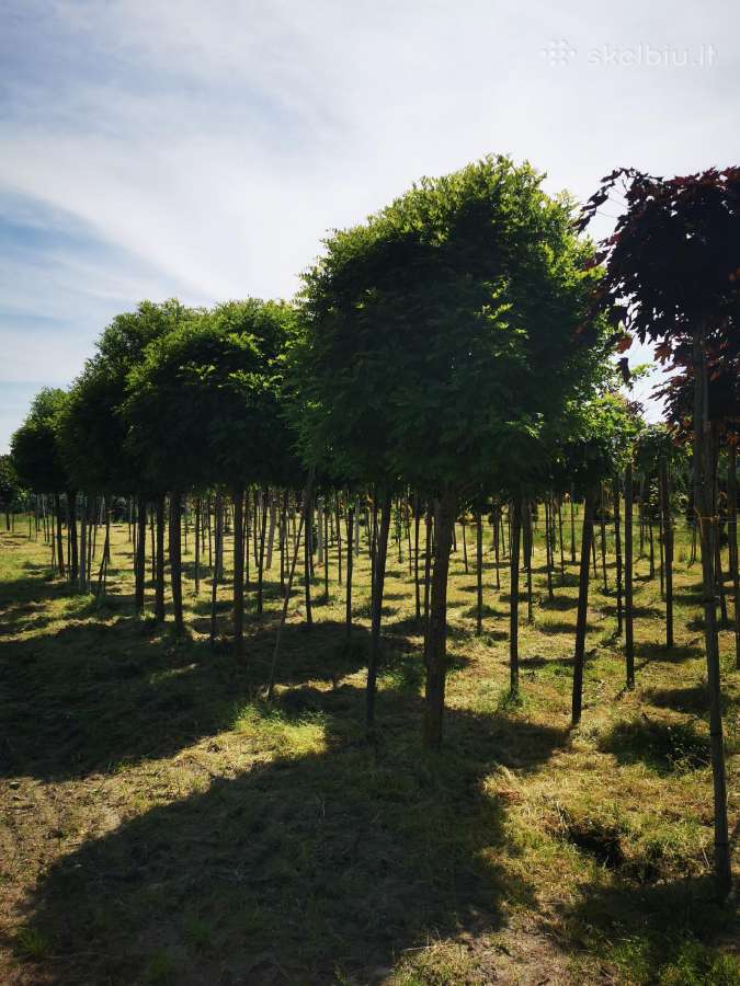 Katalpa paprastoji Catalpa bignonioides Nana - nuotraukos Nr. 7