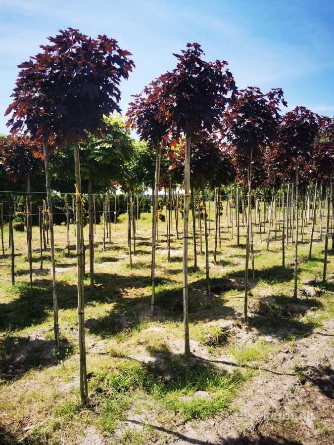 Katalpa paprastoji Catalpa bignonioides Nana - nuotraukos Nr. 5