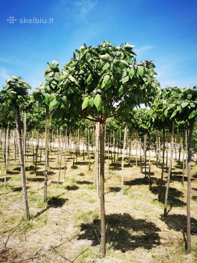 Katalpa paprastoji Catalpa bignonioides Nana - nuotraukos Nr. 25