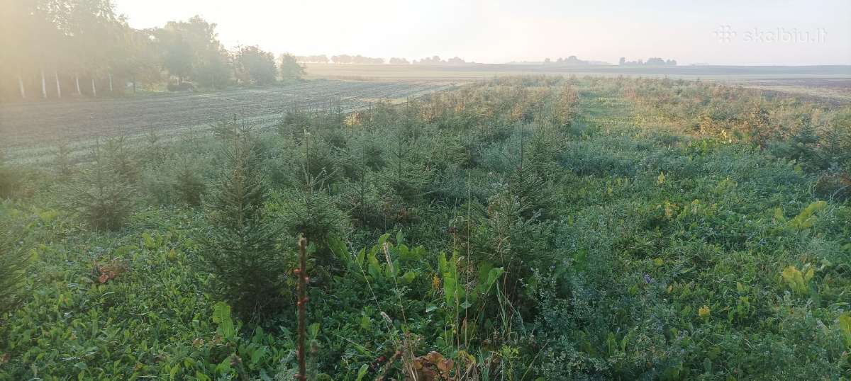 Eglės sodinimui, gyvatvorėms
