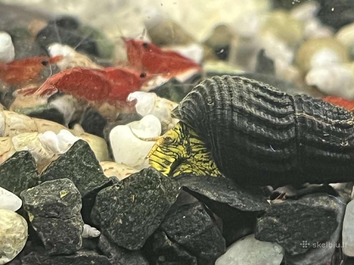 Tylomelania sp. Sulawesi(rabbit snail)