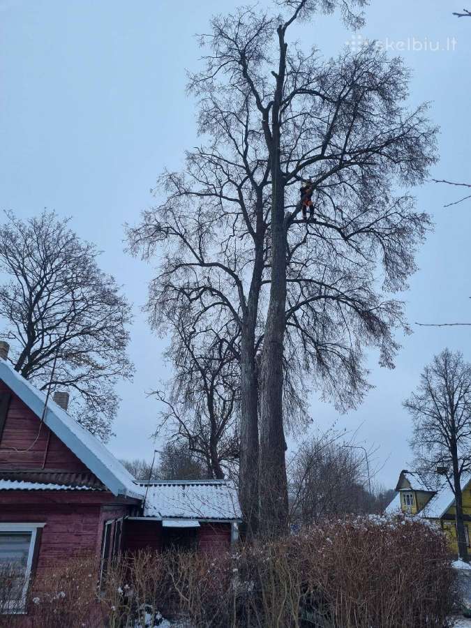 Medžių pjovimas-genėjimas-gyvatvorių karpymas - nuotraukos Nr. 5