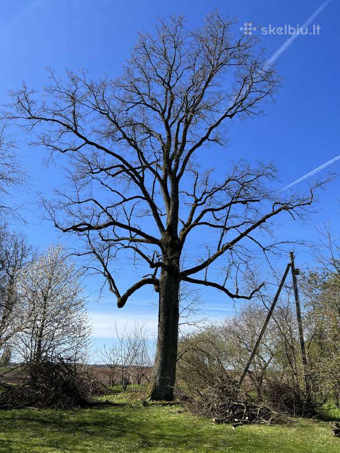 Medžių pjovimas-genėjimas-gyvatvorių karpymas - nuotraukos Nr. 17