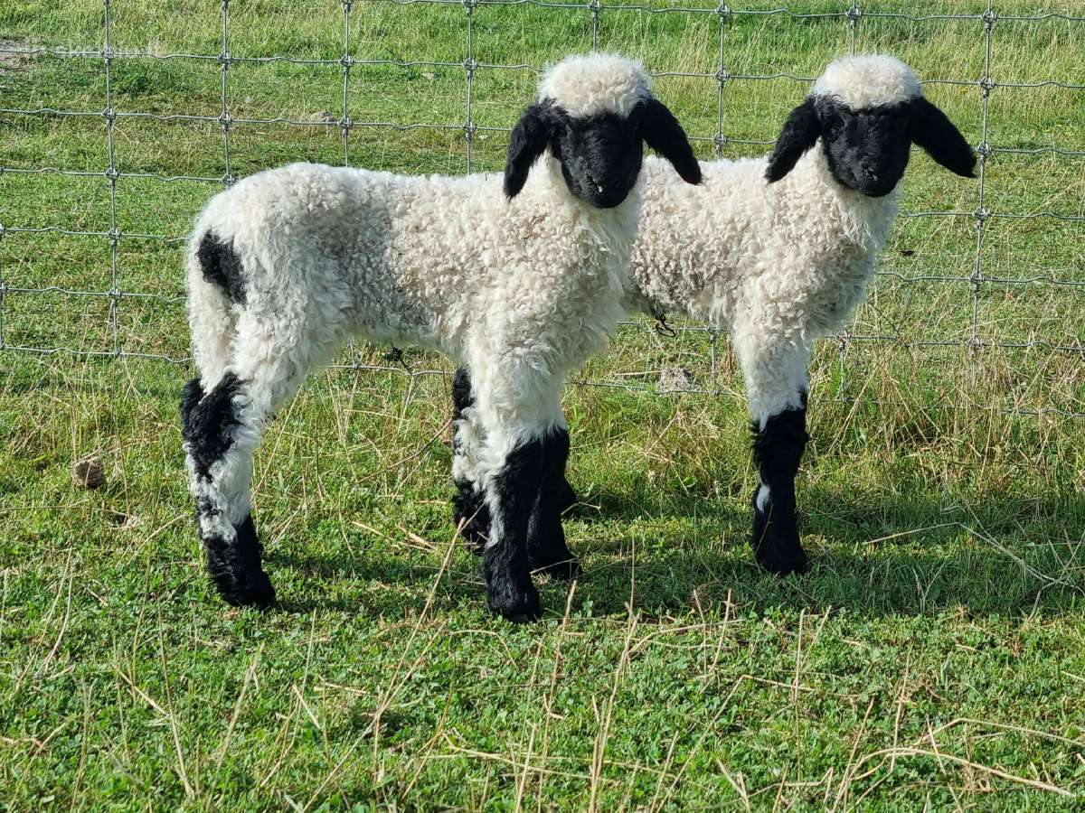 Juodnosės avys (Valais Blacknoses) - nuotraukos Nr. 2