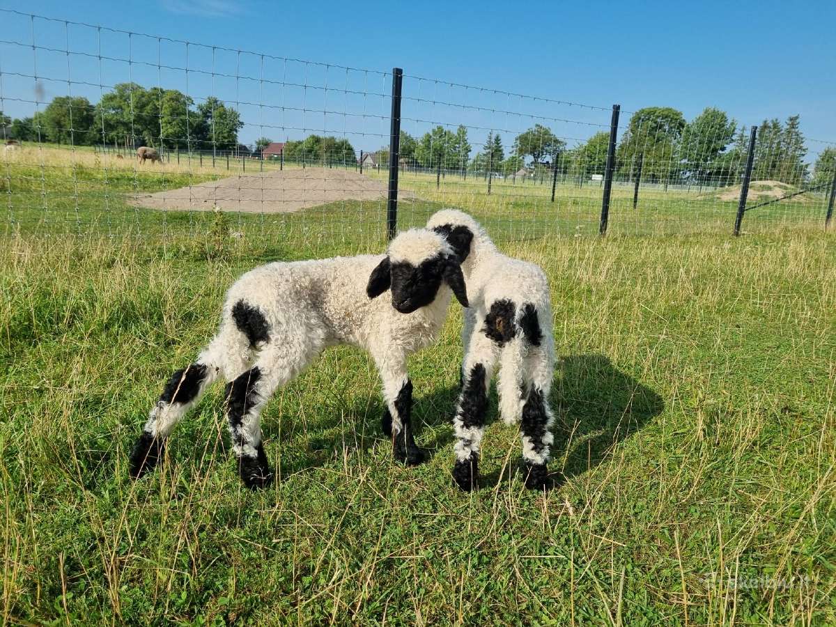 Juodnosės avys (Valais Blacknoses) - nuotraukos Nr. 4
