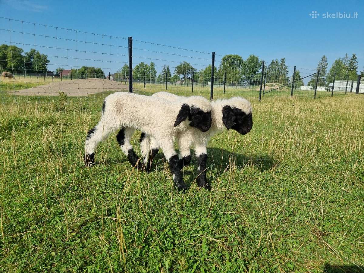 Juodnosės avys (Valais Blacknoses) - nuotraukos Nr. 5