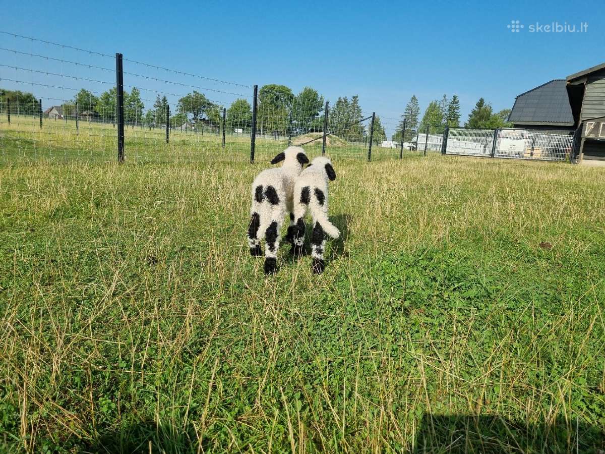 Juodnosės avys (Valais Blacknoses) - nuotraukos Nr. 6