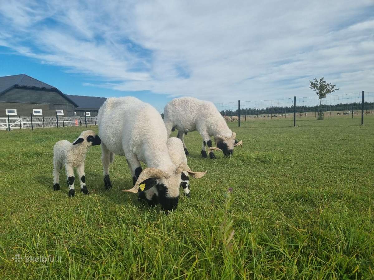 Juodnosės avys (Valais Blacknoses) - nuotraukos Nr. 7