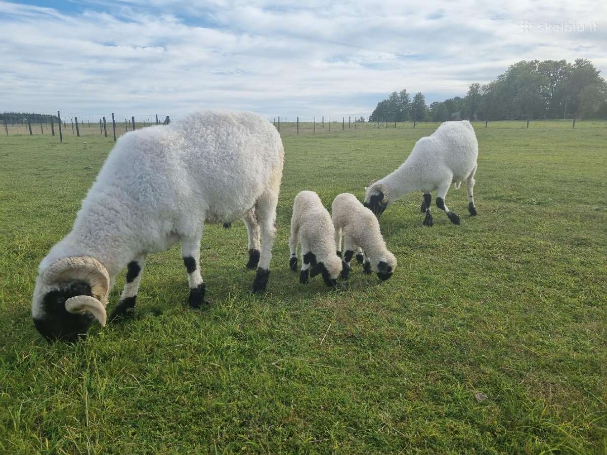 Juodnosės avys (Valais Blacknoses) - nuotraukos Nr. 8
