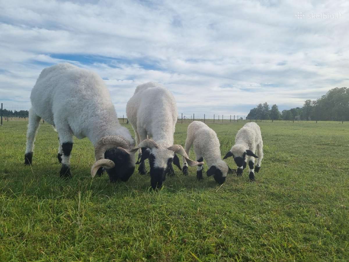 Juodnosės avys (Valais Blacknoses) - nuotraukos Nr. 9