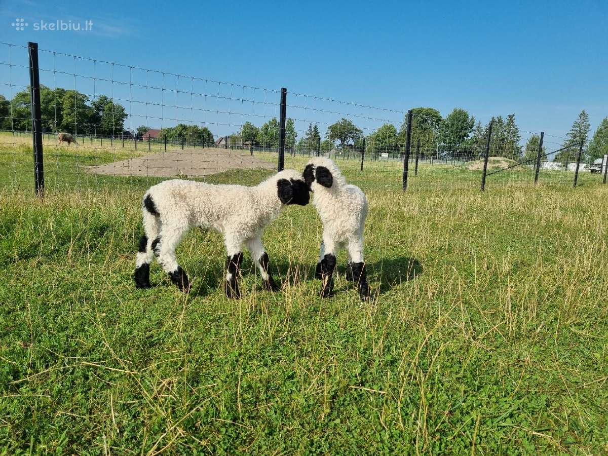 Juodnosės avys (Valais Blacknoses) - nuotraukos Nr. 10