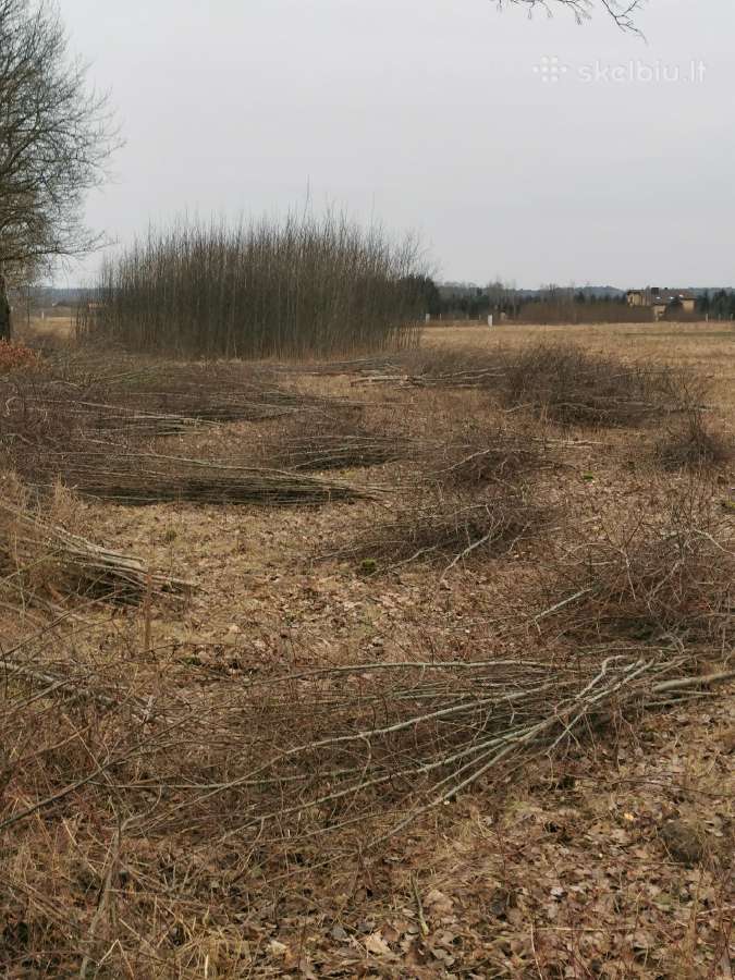Medžių pjovimas,genėjimas,apleistų sklypų, šakų - nuotraukos Nr. 5