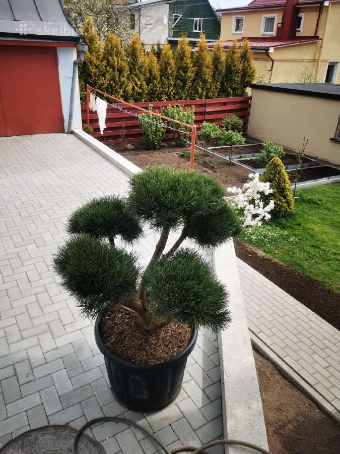 Bonsines pušis kalnapušes Skiepiti augalai - nuotraukos Nr. 8