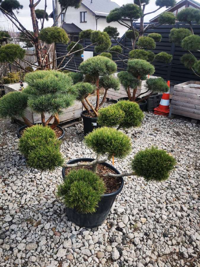 Bonsines pušis kalnapušes Skiepiti augalai - nuotraukos Nr. 10